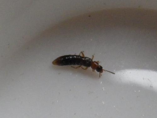 Leptusa sp.
